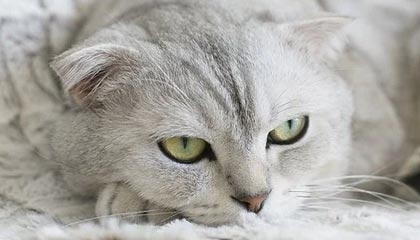 开云体育APP下载-林良锋：贝尔萨逼出更凶猛曼联，争4从打好主场开始