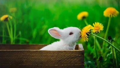 开云体育APP下载-林良锋：贝尔萨逼出更凶猛曼联，争4从打好主场开始